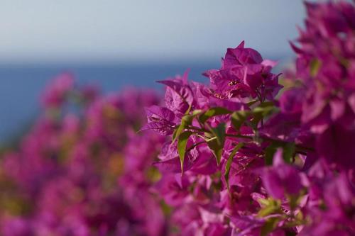 Mandarin Oriental, Bodrum