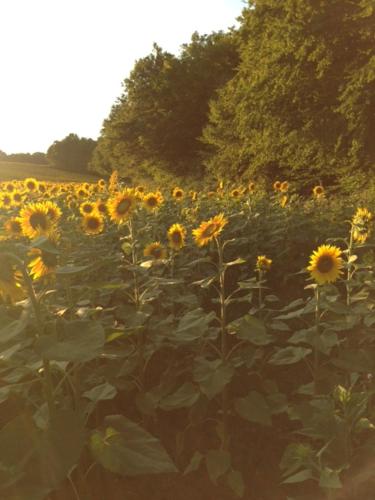 A környék, La Foret in Alloue A környék, La Foret in Alloue