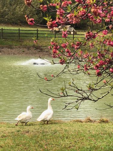 This photo about Farm Club Australia shared on HyHotel.com