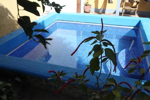 Piscina, Hostal La Tortuga Booluda in León Piscina, Hostal La Tortuga Booluda in León