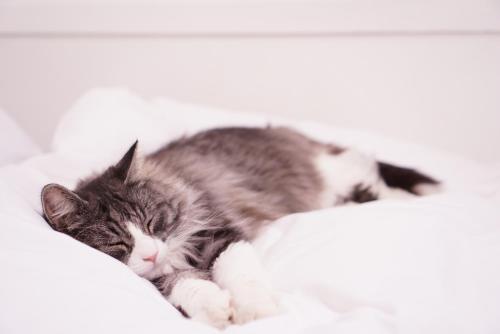 This photo about Pension Atca shared on HyHotel.com