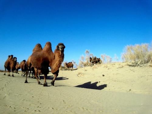 This photo about Dunhuang Han and Tang Dynasties Station Hostel shared on HyHotel.com