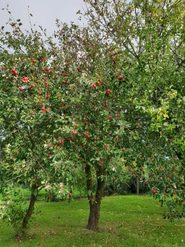 Garden, Ferienwohnung in Neukirchen Garden, Ferienwohnung in Neukirchen