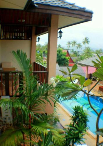 オアシス ハクナ マタタ15