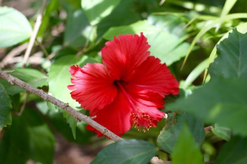 mame trees in Roatan Island mame trees in Roatan Island