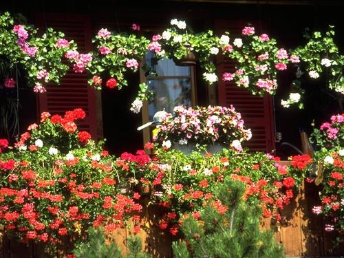 This photo about Apartment Chalet Kreuz, Fewo I shared on HyHotel.com