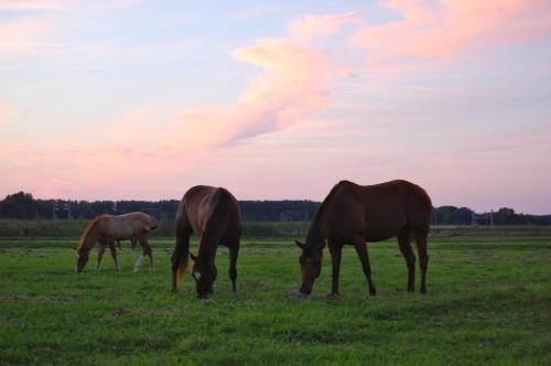 Vistas, Lelymare Logies in Lelystad Vistas, Lelymare Logies in Lelystad