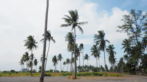 Lotus Seaview Beach Resort & Spa in Bandar Penawar Lotus Seaview Beach Resort & Spa in Bandar Penawar