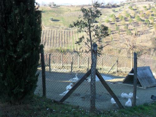 Agriturismo alla Solagna in Colli Del Tronto Agriturismo alla Solagna in Colli Del Tronto