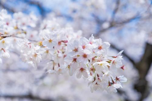 This photo about Alphabed Hiroshima Peace Boulevard 202 / Vacation STAY 3054 shared on HyHotel.com