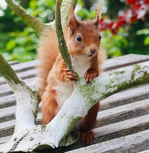 Red Squirrel Cottage in Strathtay Red Squirrel Cottage in Strathtay