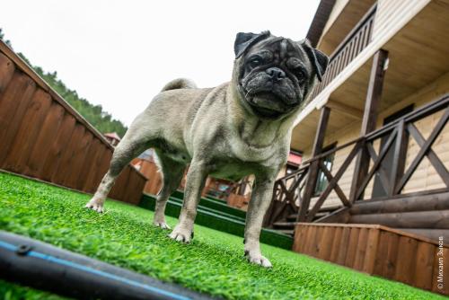 This photo about Baykal-Dar shared on HyHotel.com