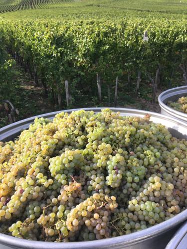 Weingut Claes Schmitt Erben in Trittenheim Weingut Claes Schmitt Erben in Trittenheim
