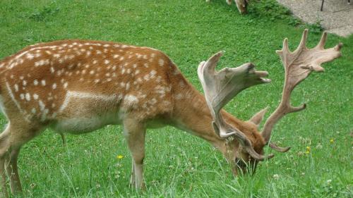 This photo about Bauernhaus & Appartement Goldschmied shared on HyHotel.com