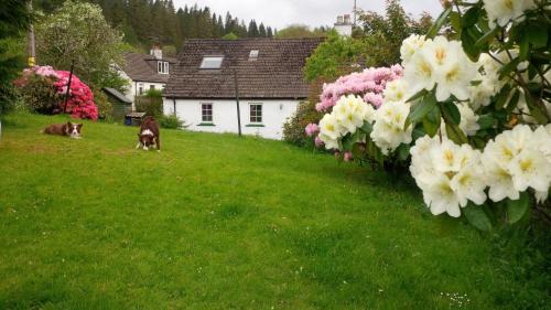 Garden, Argyllholidaycottage Loch Awe in Mid Argyll Garden, Argyllholidaycottage Loch Awe in Mid Argyll