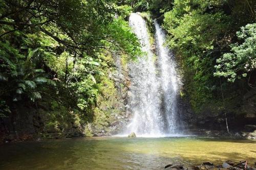 Yanbaru no mori in Ogimi Yanbaru no mori in Ogimi