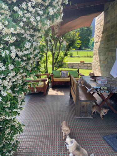 Facilities, B&B Il tempo del sogno con cani e gatti Pet&Breakfast in Baveno Facilities, B&B Il tempo del sogno con cani e gatti Pet&Breakfast in Baveno