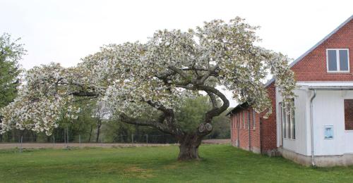 Jardí, Aktivitetshuset Solhjem in Hjorring Jardí, Aktivitetshuset Solhjem in Hjorring