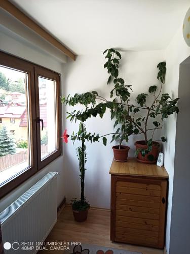 Casa Rodica str. Clabucetului 28 in Busteni Casa Rodica str. Clabucetului 28 in Busteni