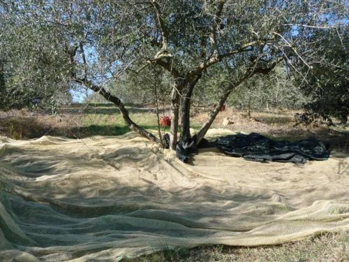 This photo about Agriturismo San Bernardino Del Lago shared on HyHotel.com