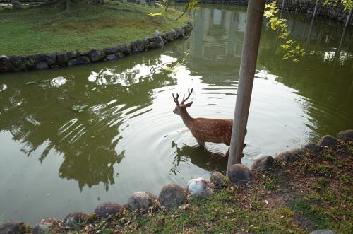 A környék, bnbplus Sarasa Nara near Nara Nemzeti Múzeum A környék, bnbplus Sarasa Nara near Nara Nemzeti Múzeum