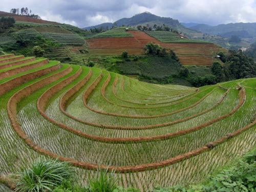 Surrounding environment, Indigenous homestay 1 in Mu Cang Chai Surrounding environment, Indigenous homestay 1 in Mu Cang Chai