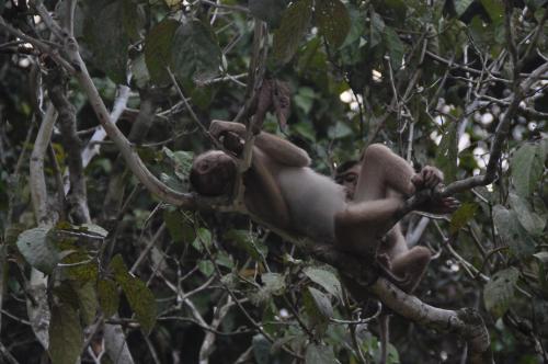 SUKAU TOMANGGONG VIEW B&B in Kota Kinabatangan SUKAU TOMANGGONG VIEW B&B in Kota Kinabatangan