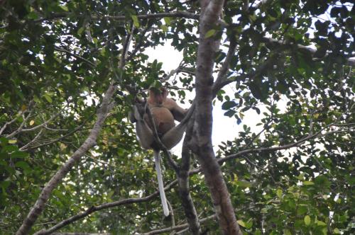 SUKAU TOMANGGONG VIEW B&B in Kota Kinabatangan SUKAU TOMANGGONG VIEW B&B in Kota Kinabatangan