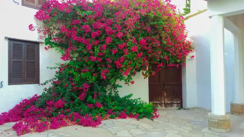 Hotel Cyprus Village House