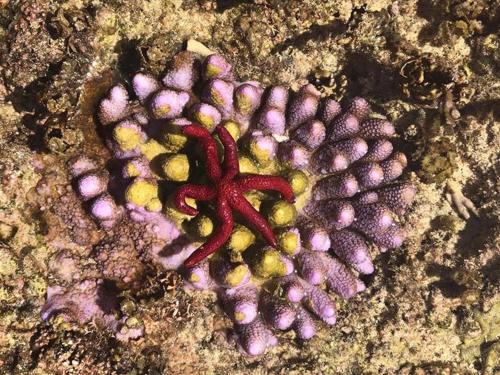 This photo about Teouma Reef Resort shared on HyHotel.com