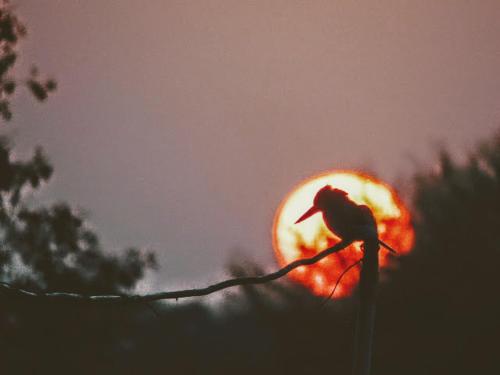 This photo about Rajmahal - Bhinder shared on HyHotel.com