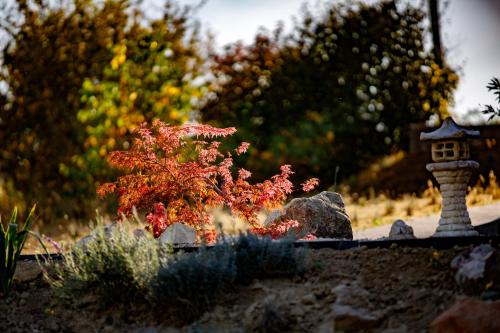 Garden, Borarium Vendeghazak - Nero Haz in Pázmánd Garden, Borarium Vendeghazak - Nero Haz in Pázmánd