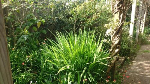 Garden, Shelly Beach Studio in Surfdale Garden, Shelly Beach Studio in Surfdale