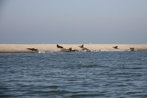 playa, Camping de Brem in Schouwen-Duiveland playa, Camping de Brem in Schouwen-Duiveland
