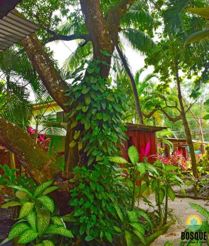 Hotel El Bosque Guest House & Hostel