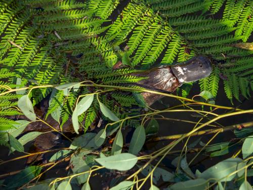Wildlife Retreat at Taronga in Mosman Wildlife Retreat at Taronga in Mosman