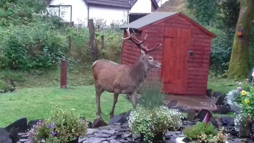 Beechwood Cottage B&B in Glencoe Beechwood Cottage B&B in Glencoe