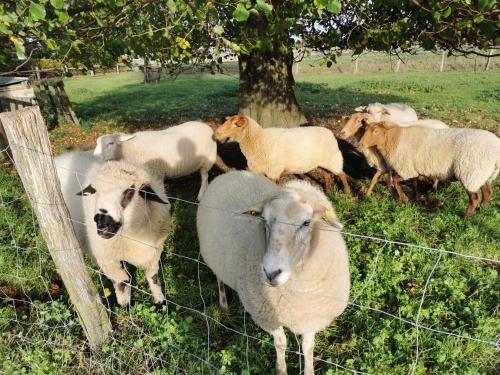 Ferienhof Stobbe in Grube Ferienhof Stobbe in Grube