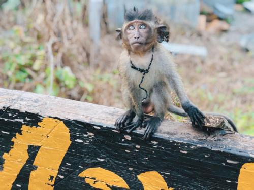 Monkey Bungalow