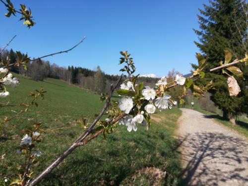 Surrounding environment, Apartman Stream, Rokytnice nad Jizerou in Rokytnice nad Jizerou Surrounding environment, Apartman Stream, Rokytnice nad Jizerou in Rokytnice nad Jizerou