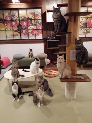 This photo about Ryokan MINAMIYA & Cat Cafe MINAMIYA Hakuba shared on HyHotel.com