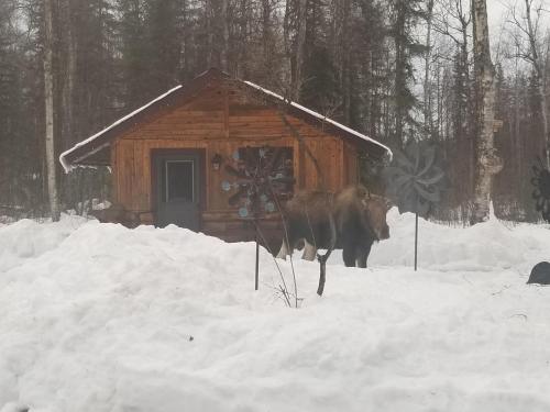 Talkeetna Fireweed Cabins in Talkeetna (AK) Talkeetna Fireweed Cabins in Talkeetna (AK)