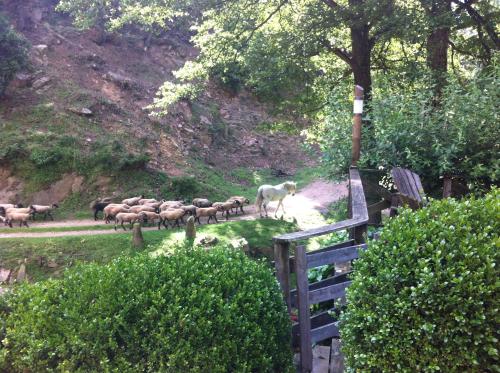 This photo about Masia El Moli de Can Aulet shared on HyHotel.com