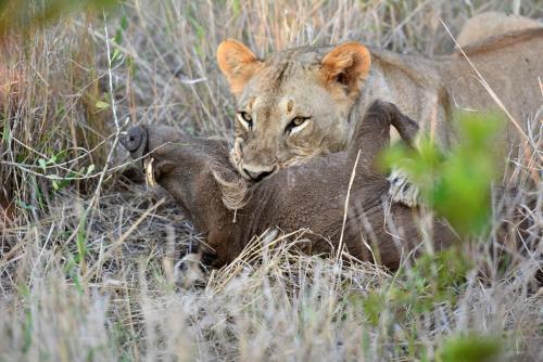 Bayala Private Safari Lodges in Hluhluwe Bayala Private Safari Lodges in Hluhluwe