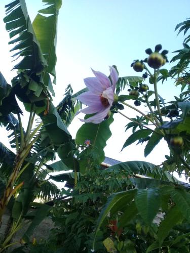 Garden, Cora Izone in Coban Garden, Cora Izone in Coban