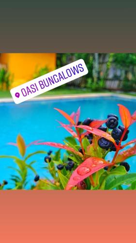 Oasi Bungalows