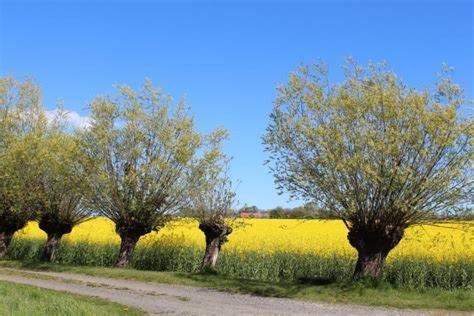 Hedmansgården (Hedmansgarden) in Smygehamn Hedmansgården (Hedmansgarden) in Smygehamn