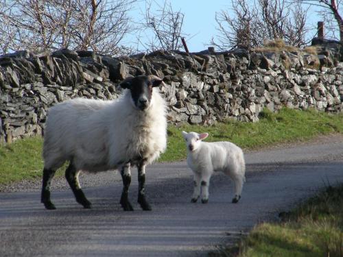 Sunnybrae, Isle of Luing - Families and Couples Only in Cullipool Sunnybrae, Isle of Luing - Families and Couples Only in Cullipool