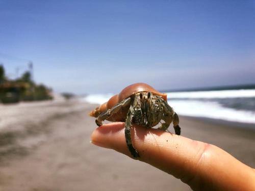 This photo about Hotel Estero y Mar shared on HyHotel.com