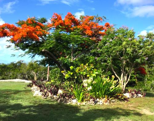Jardín, Turtles Nest Bahamas in George Town Jardín, Turtles Nest Bahamas in George Town